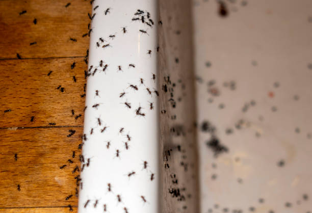 Best Local Pest Control Services  in Northlake, SC
